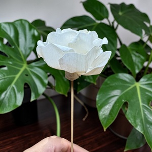ดอกไม้ไม้โซลา VADEE SOLA WOOD FLOWER ทำมือ ยั่งยืนได้ สำหรับดอกกุหลาบไม้โซลา ขนาด 8.5 ซม.  ทำจากเส้นใยพืชเซสบานียา  พระนครสุรินทร์ - Product Image 5