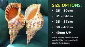 Concha de Trompeta Natural Triton para Decoración de Hogares Costeros de Lujo y Exhibición Interior Inspirada en el Océano - Product Image 2