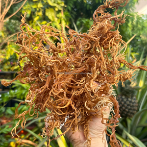 Algas Eucueuma Cottonii Secas de Vietnam para el Procesamiento de Carragenano |   Baja Impureza y Calidad Estable |   KMI - Product Image 4