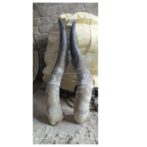Último Diseño, Venta Caliente, Par de Cuernos con Pieza Antigua de Cuerno Natural de Búfalo, Par de Piezas de Cuerno Natural - Product Image 4
