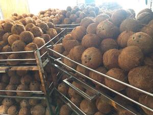 Noix de coco brune vieillie de qualité export (noix de coco mûre entièrement décortiquée) Ben Tre Vietnam, taille uniforme, 100% naturelle, durée de conservation de 2 à 3 mois - Product Image 4
