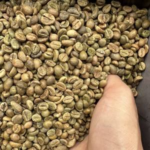 Granos de café verde Robusta y Arábica puros de Vietnam al por mayor, completamente lavados (pulidos en húmedo), calidad especial, tamaño 16–20 - Product Image 3