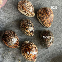 Coquilles de tigre KMI du Vietnam pour la décoration, l'artisanat, l'aménagement d'aquariums, en gros, à prix compétitif
