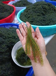 Algues Marines Déshydratées du Vietnam, Caviar Vert Séché de Haute Qualité pour le Marché d'Exportation - Product Image 2