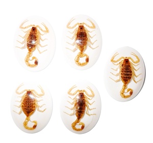 Golden Scorpion Real Specimen <b>Plastic</b> Cabochon Oval 30x40 mm White Flat Bottom for Crafts and Jewelry Making - Product Image 6