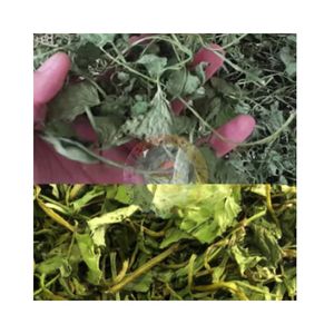 Feuilles de Gotu Kola : Tisane Relaxante Naturelle de Centella Asiatica Sauvage – Offre Spéciale à Prix Abordable, Qualité Export - Product Image 4