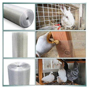 <span class=keywords><strong>Grillage</strong></span> soudé en fer à faible teneur en carbone galvanisé Hebei, mailles carrées <span class=keywords><strong>de</strong></span> 1/2"x1/2", 30m par <span class=keywords><strong>rouleau</strong></span>, pour cages à oiseaux - Product Image 2