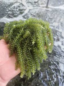 LA MEJOR OPCIÓN/ UVAS DE MAR FRESCAS/ CAVIAR VERDE/ ALGAS DESHIDRATADAS DE VIETNAM DE ALTA CALIDAD DELICIOSAS 100% NATURALES/ ANNA DO - Product Image 3