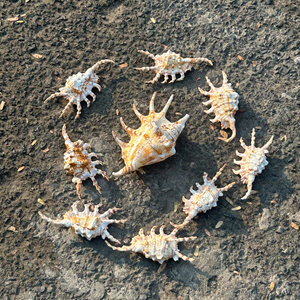 Anillo decorativo vietnamita para servilletas, soporte para servilletas con diseño de caracol y concha marina para cenas festivas y cocinas domésticas. - Product Image 4