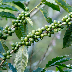 Export Grade Vietnam Green <b>Robusta</b> <b>Coffee</b> <b>Beans</b> 12kg Wholesale Bulk Supply - Product Image 2