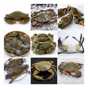 Frozen and Live Mud <b>Crab</b> Premium Grade Fresh Seafood for Bulk Export Natural Shellfish Product Wholesale Export Standard <b>Crabs</b> - Product Image 1