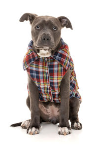 Vêtements pour chiens très demandés, manteaux d'hiver chauds en flanelle, design à carreaux, sans manches, boutonnés - Product Image 3