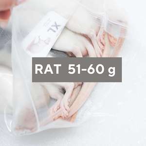 Rats congelés M2 51-60g, nourriture pour reptiles de qualité supérieure, vente en gros, sans salmonelle, nutrition bio-améliorée - Product Image 1
