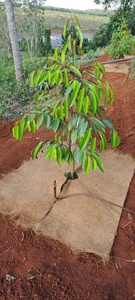 Tapete de Fibra de Coco Biodegradable, Alfombra Natural de Coco, Tapete Resistente de Fibra de Coco para Hogar y Jardín - Ms. Tarina - Product Image 6