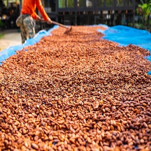 Fèves de cacao de qualité supérieure à prix abordable, idéales pour les barres chocolatées, les produits à base de cacao, la pâtisserie et la confiserie, avec une saveur naturelle. - Product Image 4