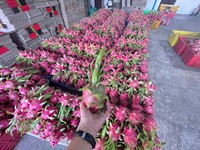 Vietnam Premium White Flesh Drachen frucht Grüne Haut Exotische Tropen frucht Verpackt für den Export nach Asien Mittlerer Osten und Europa