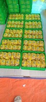 Vietnam Idor Longan Met Zoete Sappige Smaak Dunne Schil En Klein Zaadje Ideaal Voor Verse Consumptie En Exportdistributie