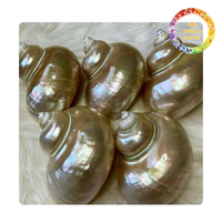 Coquille de Turbo polie à la main du Vietnam, coquille tropicale de qualité supérieure pour la décoration, l'art, les bijoux et des prix de gros compétitifs