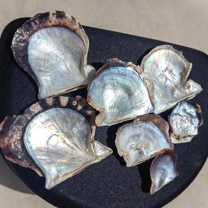 Mejores descuentos en conchas de ostra Akoya de perla natural, conchas marinas de alta calidad para joyería y manualidades. - Product Image 6
