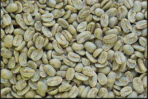 [B2B] DHPONE Café Arábica S16 Granos de Café Verde Orgánico Grado AA de Son La, Vietnam, a Granel, Sin Alérgenos, 60 kg, en Bolsa de Polipropileno, para Tostar - Product Image 6