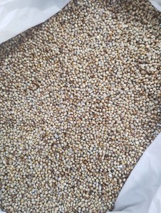 Millet entier indien séché, riche en protéines, non glutineux, pour l'alimentation animale – Fournisseur et exportateur en gros de graines - Product Image 4