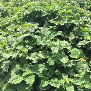 Aceite Natural de Pachulí de Alta Pureza de Sulawesi, Oscuro, con un 29% de Ácido PA y < 15% de Ácido (PL-107), Aroma a Vainilla - Product Image 1