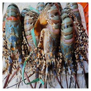 กุ้งมังกรขนาดใหญ่สำหรับตลาดอาหารทะเลระดับหรู โรงแรม และร้านอาหารระดับไฮเอนด์ - Product Image 2