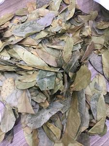 Hojas de Graviola de Alta Calidad para la Producción de Té de Hierbas, Mezcla de Bebidas, Procesamiento de Ingredientes y Compradores Internacionales - Product Image 4