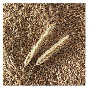 Graines de Rye Biologiques Séchées de Haute Qualité en Vrac pour la Transformation Alimentaire, l'Alimentation Animale et la Production de Farine – Qualité Export - Product Image 1