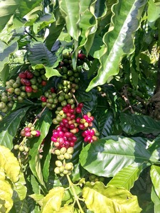 Café Vert Robusta PHALCO de Haute Qualité Grade 1 Tamis 16/18 Vietnam Dak Lak 1000kg Meilleur Prix Prêt à l'Exportation Sac en Jute - Product Image 5