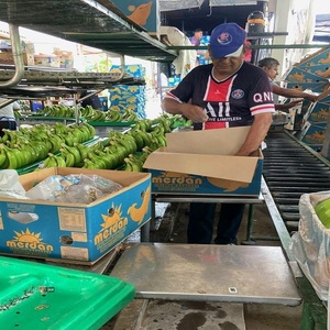กล้วยเขียวคาเวนดิชคัดสรรอย่างพิถีพิถัน ผลไม้สดใหม่ คุณภาพเชื่อถือได้ รูปลักษณ์สวยงาม และขายส่งได้อย่างยอดเยี่ยม - Product Image 4