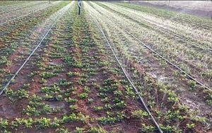 Cinta de Goteo Plana JIVANDHARA IRRIGATION con Emisor Integrado de 16mm, Manguera de Goteo de 0.2mm, 0.3mm, 0.4mm de Grosor, Negra, para Riego Agrícola - Product Image 2