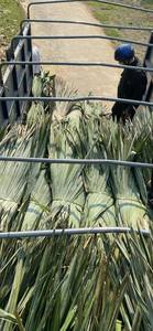 FOB Vietnam, feuilles de palmier séchées, chargement en conteneur, feuilles de palmier séchées de qualité export, feuilles de palmier séchées en vrac, prix de gros. - Product Image 3