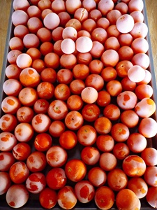 Tomate Congelado IQF en Cubos y Mitades, Vegetal Premium para Procesamiento de Alimentos, de Vietnam - Product Image 4