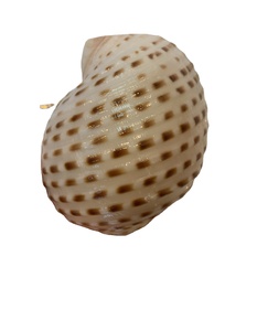 Coquille de tun tropicale tachetée du Vietnam 10-13 cm pour la décoration de centres de villégiature, l'affichage en aquarium, l'artisanat côtier et l'ornement - Product Image 1