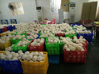 Verse Kokosnoten/Halfgepelde Kokosnoten/Kokosnoot Met Een Goede Prijs + 84765149122
