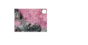 Extracto de Dunaliella Salina en Polvo Natural de Alta Calidad, Rico en Betacaroteno, para Apoyo Inmunológico, Salud Ocular y Protección Antioxidante - Product Image 1