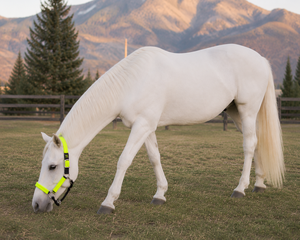 Cuerda de Nailon Amarillo Neón para Caballos con Detalles Negros para Uso Ecuestre - Product Image 5