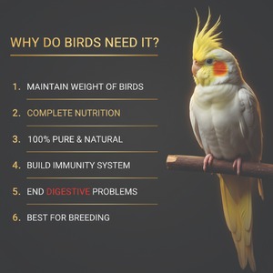 Premium Natural Bird Seed <b>Feed</b> for Parrots, <b>Pigeons</b>, Cockatiels & All Breeds, Healthy OEM Wholesale Bulk Supply - Product Image 2