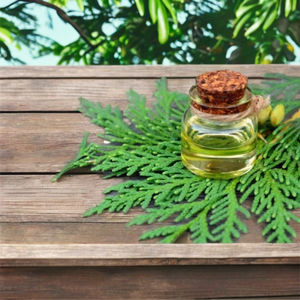 Vente en gros 100% naturel Thuja feuille huile Pharma Grade Corps Gel Meilleur Prix Pack Tailles 25kgs et 180kgs Disponibles - Product Image 1