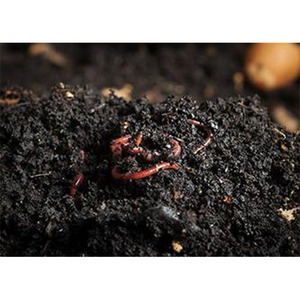 ปุ๋ยอินทรีย์เม็ดละเอียดจากไส้เดือนย่อยสลายธรรมชาติ Az Farms พร้อมกรดอะมิโน 20% เพื่อการเจริญเติบโตของพืชอย่างยั่งยืน - Product Image 3