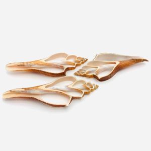 Cuentas de conchas marinas cortadas, decorativas, rebanadas de conchas naturales para decoración náutica y playera. - Product Image 2
