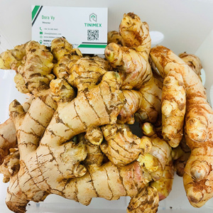 ขิงสดใหม่ ยี่ห้อขายดีที่สุด ผลผลิตใหม่ปี 2024/ Gingembre/ Ingwer - ขิงมาตรฐานสำหรับการส่งออกขายส่ง (WA: +84362512699) - Product Image 2