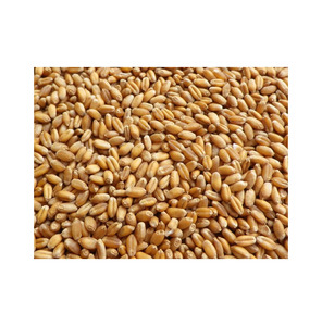 Blé tendre de qualité supérieure, prêt à expédier, vente en gros, qualité alimentaire, vente en vrac, qualité premium, approvisionnement pour l'exportation - Product Image 4