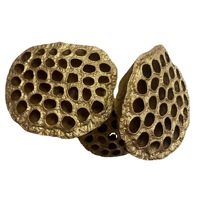 Vente en gros d'usine de gousses de lotus dorées naturelles pures avec emballage personnalisable