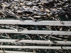 บาซาผิวปลาแบบแห้งสำหรับสุนัขขนมสุนัขที่ทำจากธรรมชาติกรุบกรอบขนมสุนัข - Product Image 6