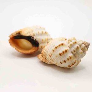 Coquillages marins pour la création d'objets artisanaux, coquillages de haute qualité, décorations pour aquariums et bacs à poissons. - Product Image 1