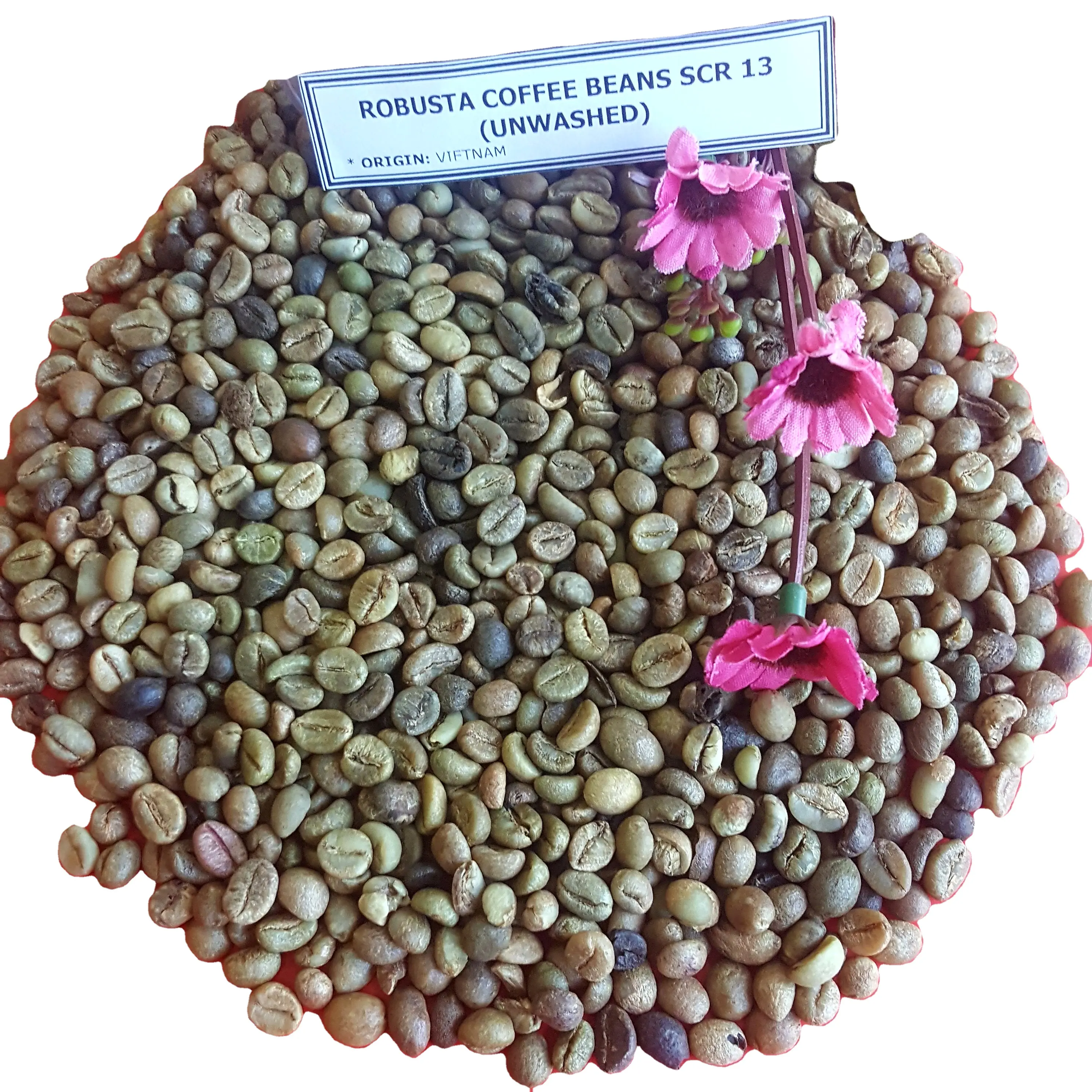 Новый урожай, вьетнамские кофейные зерна Robusta SCR 13, вымытые прямо из Vilaconic групповой контакт через Whatsapp (+ 84398885178)