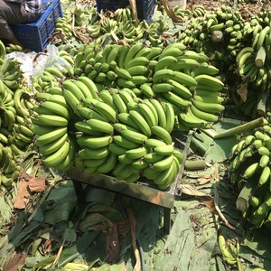 Vente en gros de bananes Cavendish biologiques pour bébés, vertes, fraîches, couleur naturelle, goût sucré, qualité 1 - Product Image 4