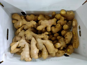 Wholesale CREKS Natural <b>Fresh</b> Young <b>Ginger</b> 25kg Bulk Export Africa High Quality for International Market - Product Image 2